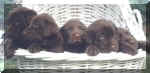 pupsbasket2.jpg (45845 bytes)