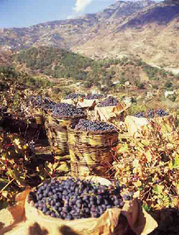vendanges