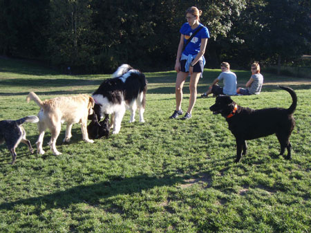 at_dog_park_portland