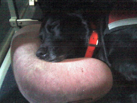 flying_dog