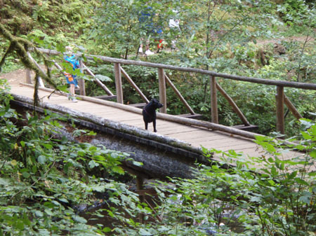 old_growth_walk_or