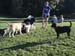 at_dog_park_portland
