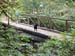old_growth_walk_or