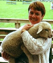Cute lamb