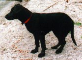 Sheba 1988