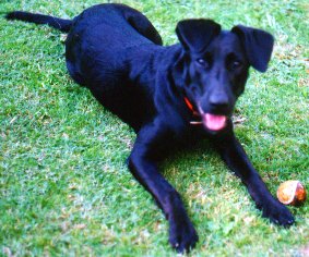 Sheba 1989