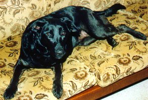 Sheba 1992