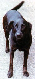 Sheba 1995