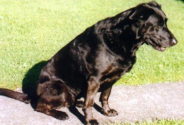 Sheba 1996