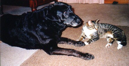 Sheba & Misty 2001