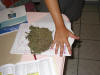 A small hand.......oh wait.....it's just a big wad of Ganja