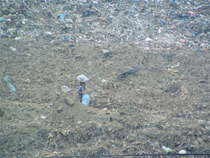 Payatas photo #10