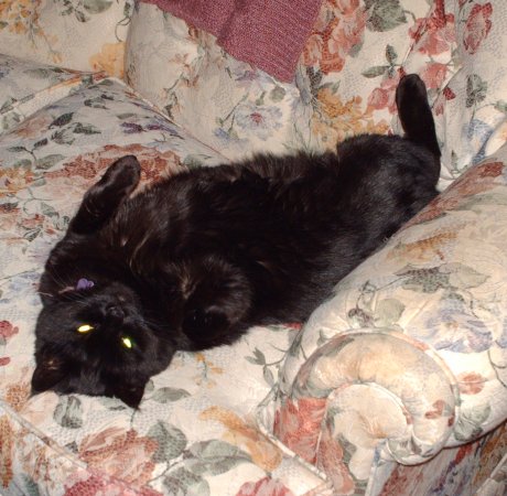 Nicole's cat, Lizzy, likes to lay upside down and watch T.V.