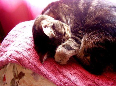 Missy sleeping with her paw covering her eyes.