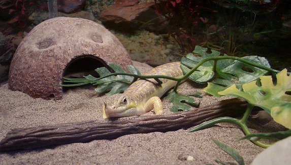 Our skink, Sam, in his luxury apartment.