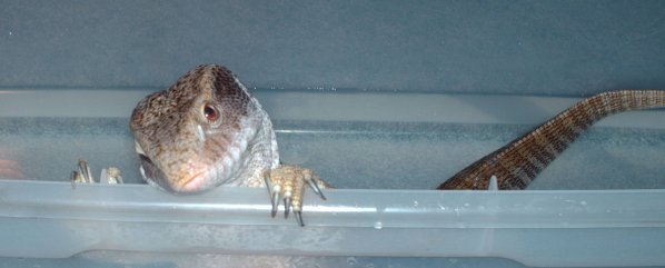 Sandy telling us he's done with his bath.&nbsp; How can you resist that face?