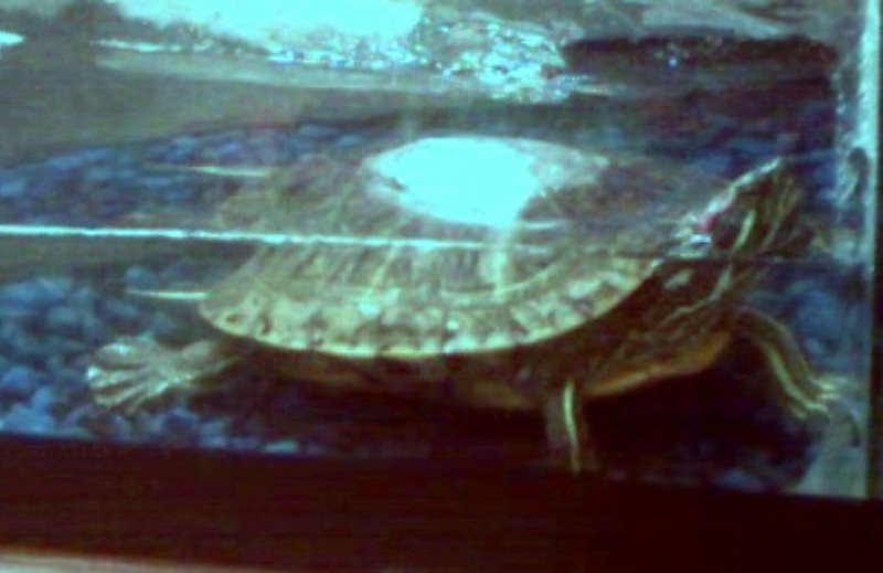 Zip the turtle...looking at me..."Are ya gonna feed me lady, or what?"