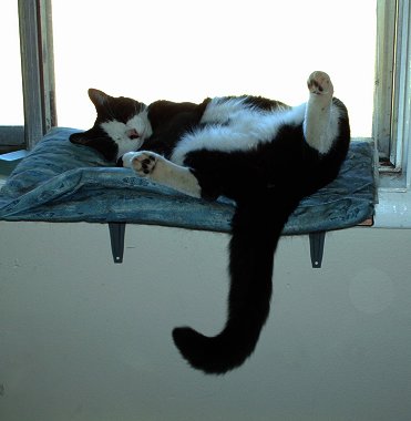 Don't you wish you could be this relaxed?&nbsp; Cassie in the window.