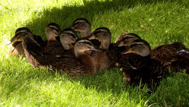 Nicole's new babies...eight little duckies!