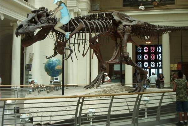 Dinomeesh