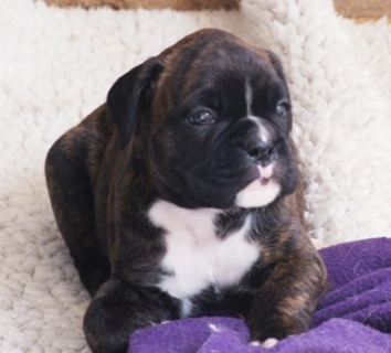 Angus - male puppy at 30 days old
