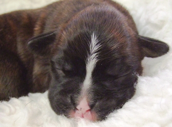 Angus - male puppy at 5 days old