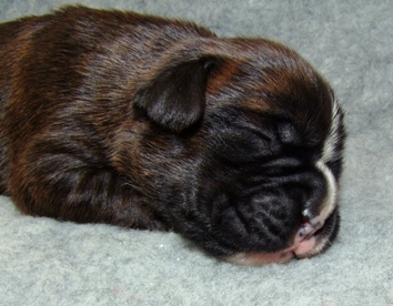 Angus - male puppy at 11 days old