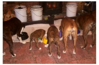 Jemma, Baxter, Rico, Tori and Jerry