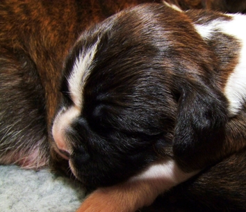 Izzy - female puppy at 11 days old