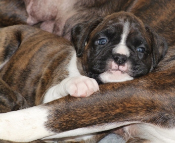 Izzy - female puppy at 30 days old