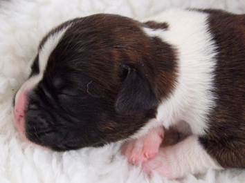 Izzy - female puppy at 5 days old