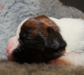 Jack - male puppy at 11 days old