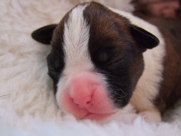 Jack - male puppy at 5 days old