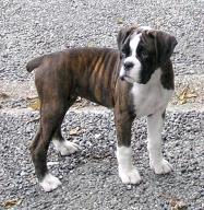 Paris at 11 weeks old