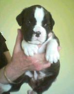 Paris at 3.5 weeks old