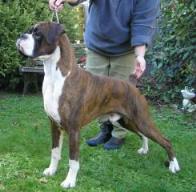 Rico at 3.5 years