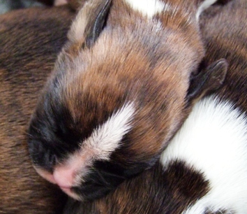 Rhett - male puppy at 11 days old