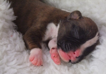 Rhett - male puppy at 5 days old