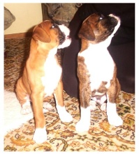 Chino and Rico