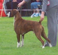 Rico at 3 years, showing with Amy
