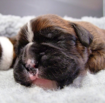 Stella - female puppy at 11 days old
