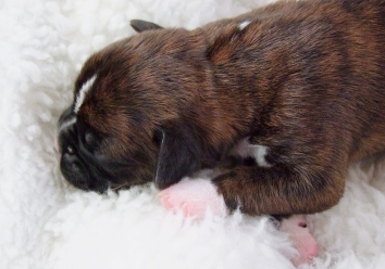 Stella - female puppy at 5 days old