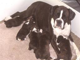 Tilly and puppies, Paris is between Tilly's front legs