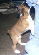 Angel at 5 weeks old