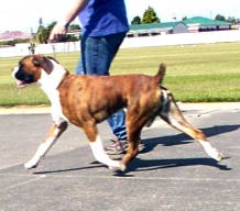 Baxter at 7 months
