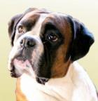 Ch FortressThe Hurricane (Baxter)
