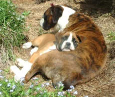 Chelsea and Phoenix