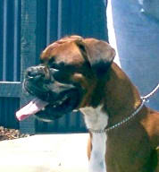 Cody at 3 years