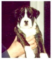 Jerry at 5 weeks