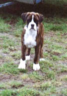Jerry at 12 weeks
